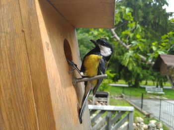 Close-up of bird perching on wooden railing