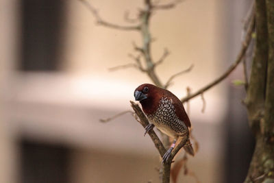 Spice finch bird lonchura punctulata perches on a branch in a tropical garden.