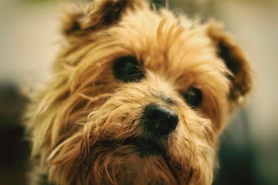 Close-up portrait of dog