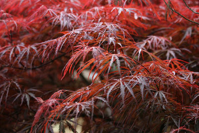 Close-up of dry leaves on plant