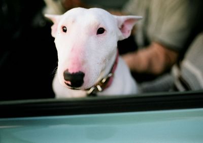 Close-up portrait of dog