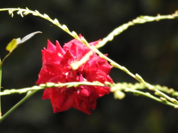 Close-up of wet red flower