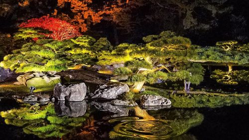 Plants growing on rock by lake