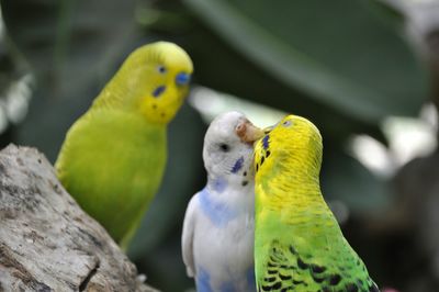 Close-up of parrot perching on branch