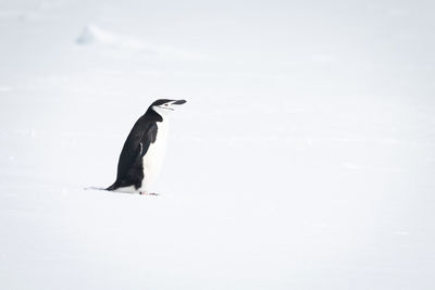 Chinstrap penguin stands on snow facing right