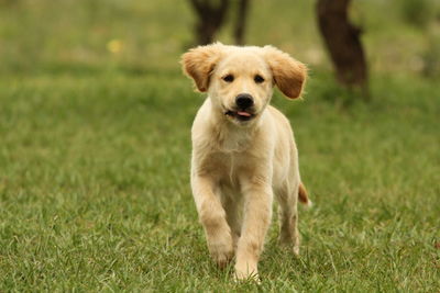 Portrait of dog on grass