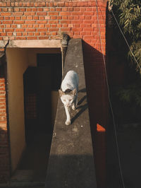 Dog on brick wall