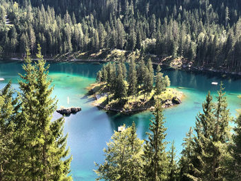 High angle view of trees in lake