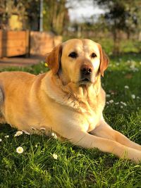 Portrait of dog relaxing on field