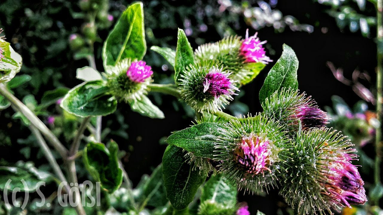 growth, flower, freshness, focus on foreground, close-up, plant, beauty in nature, fragility, nature, pink color, leaf, purple, branch, bud, green color, day, outdoors, selective focus, tree, no people