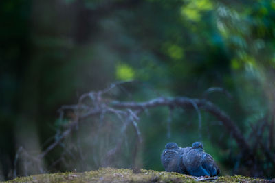 Close-up of bird on land