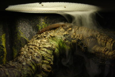 Close-up of an animal