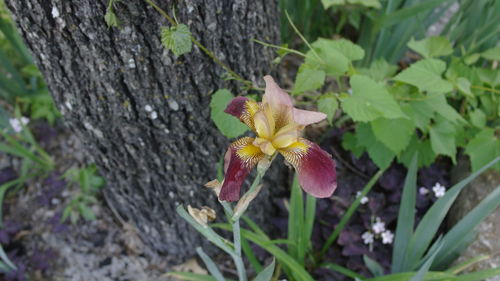 Close-up of purple flower on plant