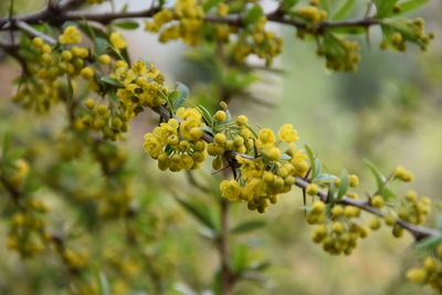 Close-up of yellow flowering plant