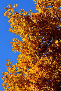 Low angle view of yellow tree against sky