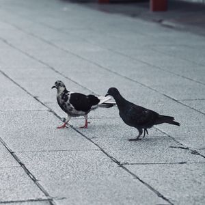 Birds perching on ground