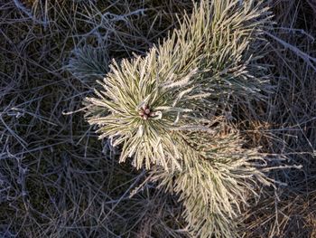 High angle view of dry flower on field