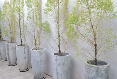 Potted plants and trees against wall