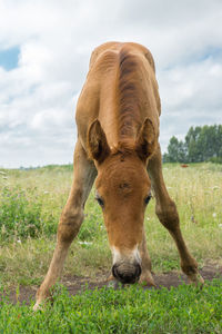 Close-up of a horse on field