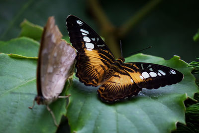 Close-up of butterfly perching on leaf