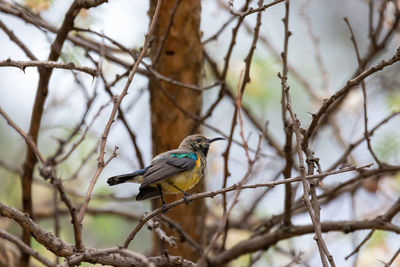 Low angle view of bird perching on tree