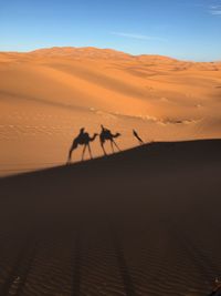 Camelride shadows