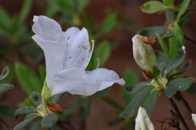 Close-up of white flowers blooming outdoors