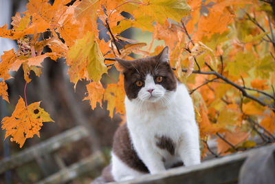 Serious british shorthair cat is sitting under a branch of colored autumn leaves