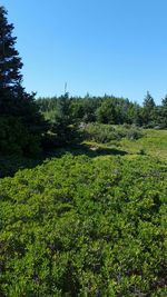 Trees growing on landscape against clear blue sky