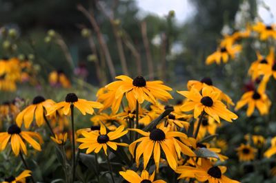 flowering plant