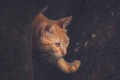 Close-up of cat