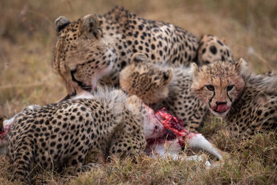 Family of cheetah eating animal on field