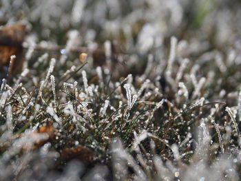 Close-up of frozen plants on field