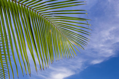 Low angle view of palm leaves against sky