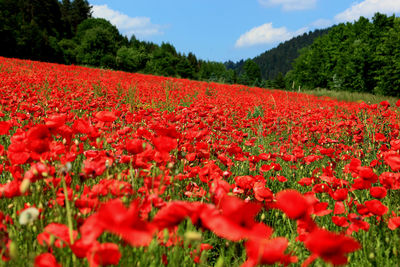 Red poppy flowers in field