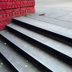 Cat on steps