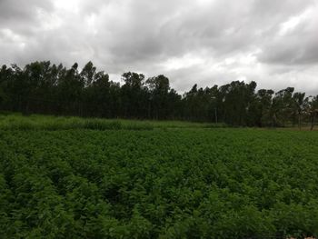 Scenic view of field against sky