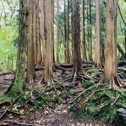 Trees in forest