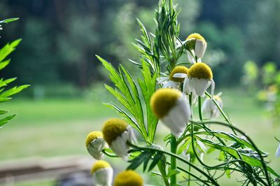 Close-up of yellow flowering plant