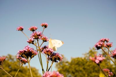 Low angle view of pink flowers on branch