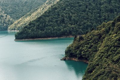 Scenic view of river in forest