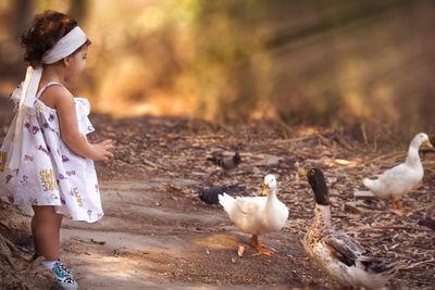 Side view of cute baby girl looking at ducks on field