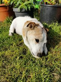 View of a dog on field