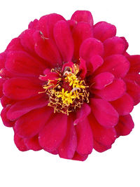 Close-up of pink flower against white background