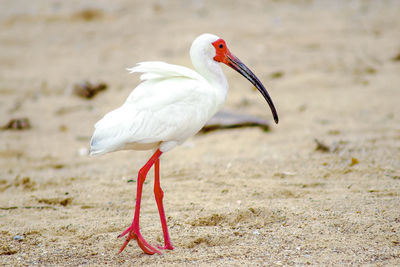 Close-up of a bird on land