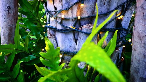 Close-up of lizard on plant