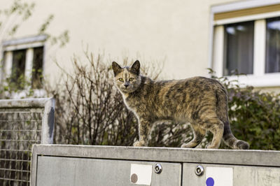 Portrait of cat on metallic box