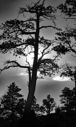 Trees against sky