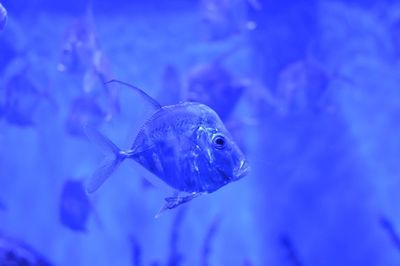 Close-up of fish swimming in water