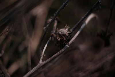 Close-up of insect on leaf